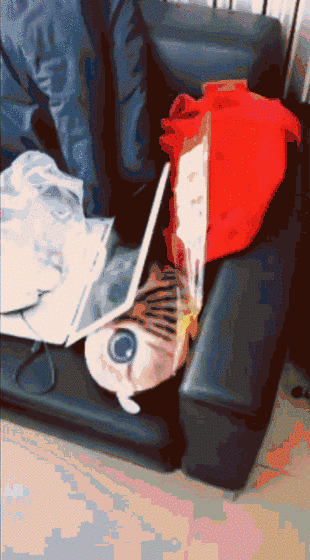 12.gif